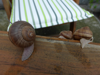P1170370.webp
