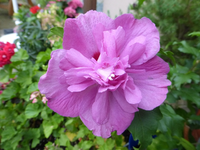 P1170286.webp