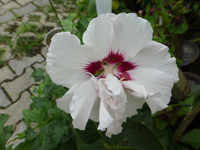 P1170500.webp