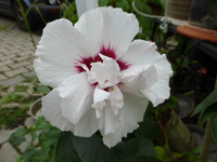 P1170501.webp