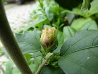 P1170502.webp