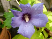 P1150391.webp