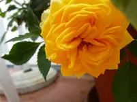 P1150368.webp
