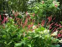 DSCN9199.webp
