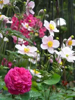 DSCN9200.webp