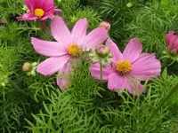 Bild 1478.webp