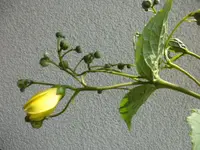 SAM_5092.webp