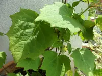 SAM_5093.webp