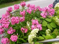 P1150419.webp