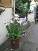 Garten 011.webp