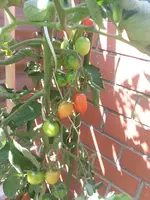 20140731_155024.webp