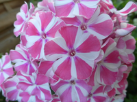 P1160841.webp