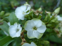 P1160819.webp