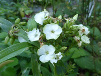 P1160820.webp