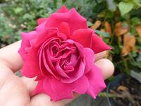 P1170518.webp