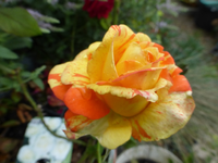P1170522.webp