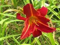 shola3_1024x768.webp