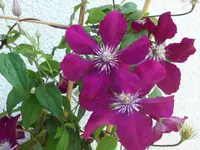 SAM_5096.webp