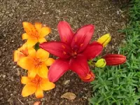 Bild 1653.webp