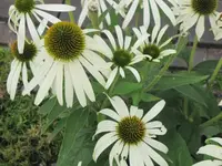 Bilda 0189.webp