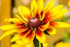 HG 14-07-31-3100.webp