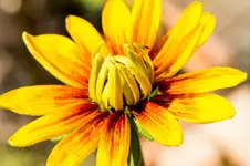 HG 14-07-31-3101.webp