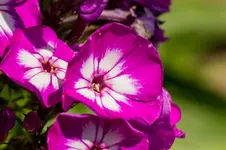 HG 14-07-31-3105.webp