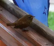 Zaunkönigbaby1.webp