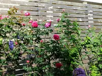 DSCF0275.webp