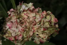 Hortensie 140730.webp