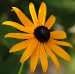 Rudbeckia 140730.jpg