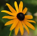 Rudbeckia 140730.webp