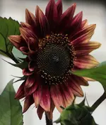 Sonnenblume.webp