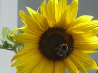 SB Blüte 07.07..webp