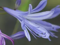 Agapanthus.webp