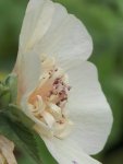 Alcea pleniflora Parkallee (2).jpg