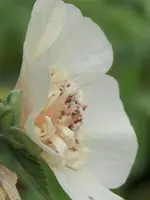 Alcea pleniflora Parkallee (2).webp