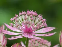 Astrantia major Roma (2).webp