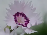 Dianthus plumarius (1).webp