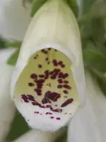 Digitalis Dalmatian White.webp