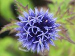 Echinops banaticus Blue glow (2).jpg