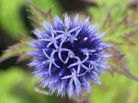 Echinops banaticus Blue glow (2).webp