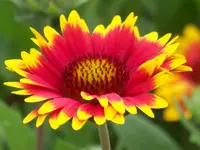 Gaillardia African Sun.webp