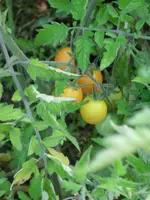 CIMG8367.webp