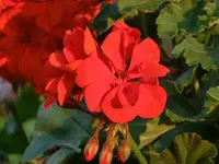 CIMG8374.webp