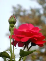 CIMG8376.webp