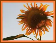 016.webp