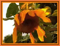 014.webp