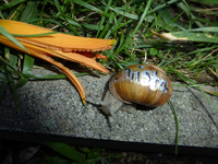 P1170465.webp
