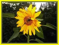 001.webp